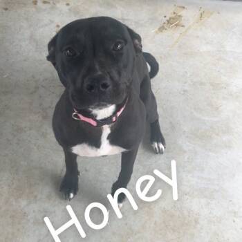 Rescue Mixed Breed Dogs for Adoption in Walden, New York - Honey | PetCurious
