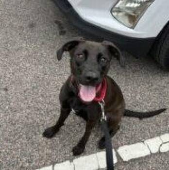 Lumira (Lulu) -  Labrador Retriever Dog for Adoption in Warrington, Pennsylvania - Lumira (Lulu) | PetCurious