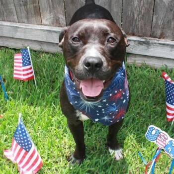 Tango the Tiny Dancer -  American Staffordshire Terrier and Boxer Dog for Adoption in Friendswood, Texas - Tango The Tiny Dancer | PetCurious