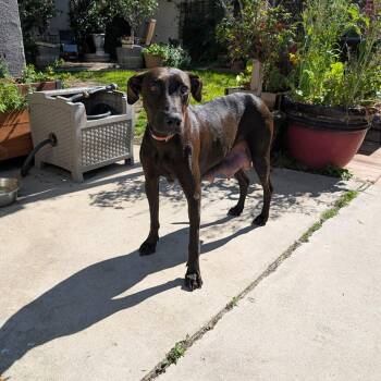 Doberman Pinscher and Great Dane Dogs Available for Adoption - Emma - Chino Hills Location | PetCurious
