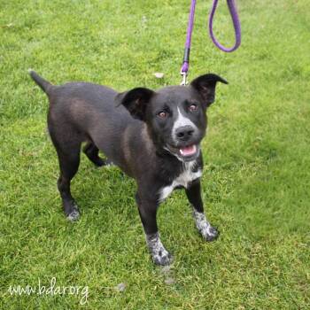 Australian Cattle Dog Blue Heeler and Mixed Breed Dogs Available for Adoption - Finnick | PetCurious