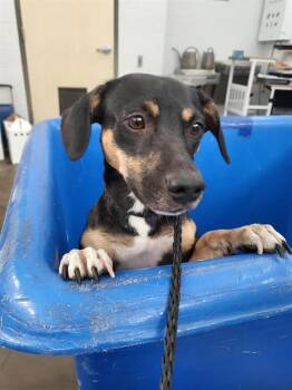 WALTER -  Mixed Breed Dog for Adoption in Dallas, Texas - WALTER | PetCurious
