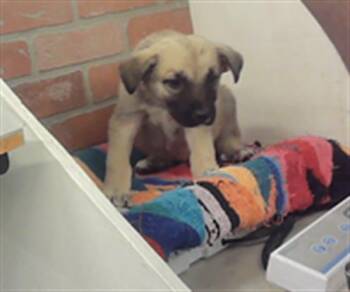 German Shepherd Dog and Mixed Breed Dogs Available for Adoption in Houston, Texas - A2072387 | PetCurious
