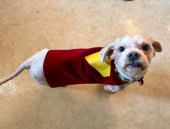 Sam -  Shih Poo Dog for Adoption in Fort Madison, Iowa - Sam | PetCurious