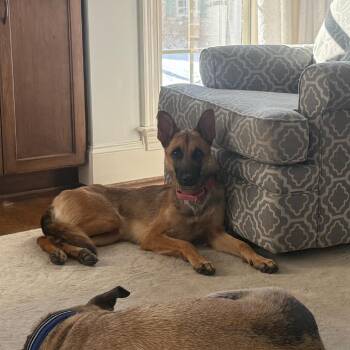 Belgian Shepherd Malinois Dogs Available for Adoption - Angel | PetCurious