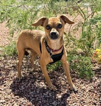 Rosie -  Chihuahua and Mixed Breed Dog for Adoption in Henderson, Nevada - Rosie | PetCurious