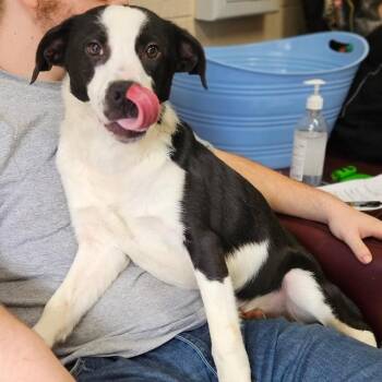 Border Collie Dogs Available for Adoption - Joey | PetCurious