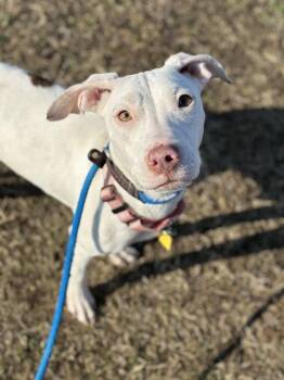 Pit Bull Terrier Dogs Available for Adoption - Gertrude | PetCurious