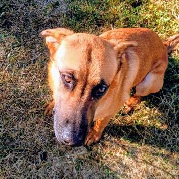 Rescue Belgian Shepherd Malinois Dogs for Adoption in Corsicana, Texas - Caliber D45591 | PetCurious