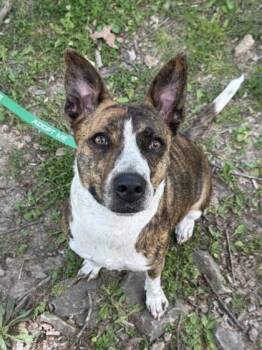 Mixed Breed Dogs Available for Adoption in Kansas City, Missouri - Trianna | PetCurious