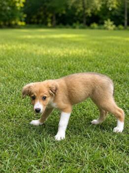 Willow -  Border Collie Dog for Adoption in Nashville, Tennessee - Willow | PetCurious