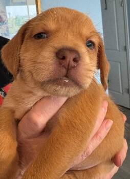 Taurus -  Rat Terrier and Mixed Breed Dog for Adoption in Severance, Colorado - Taurus | PetCurious