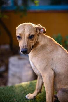 Chihuahua Dogs Available for Adoption in Anacortes, Washington - Max | PetCurious