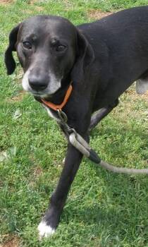SAM -  Black Labrador Retriever Dog for Adoption in Louisville, Ohio - SAM | PetCurious