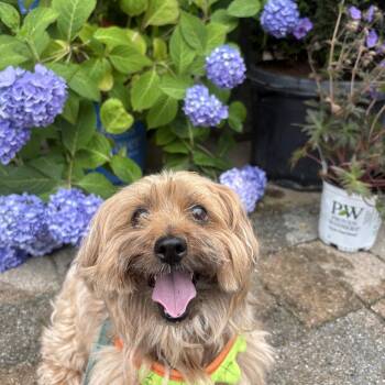 Princess -  Yorkshire Terrier Dog for Adoption in New Boston, New Hampshire - Princess | PetCurious