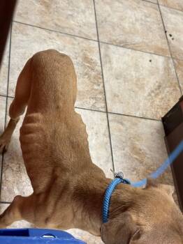 Ruby -  Mixed Breed Dog for Adoption in Cincinnati, Ohio - Ruby | PetCurious