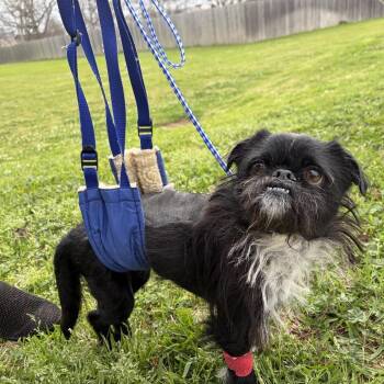 Brussels Griffon Dogs Available for Adoption in Houston, Texas - Oreo Crumble | PetCurious