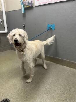 Poodle and Mixed Breed Dogs Available for Adoption in Las Vegas, Nevada - LEIA | PetCurious
