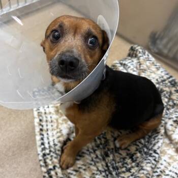 Taz -  Chihuahua and Mixed Breed Dog for Adoption in Corpus Christi, Texas - Taz | PetCurious