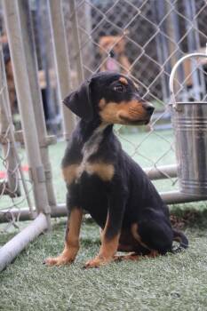 Ghost -  Hound Dog for Adoption in Statesville, North Carolina - Ghost | PetCurious