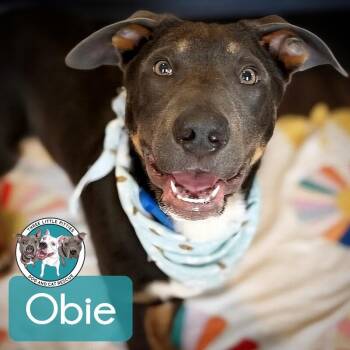 Pit Bull Terrier and Labrador Retriever Dogs Available for Adoption in Friendswood, Texas - Obie The Magnificent | PetCurious