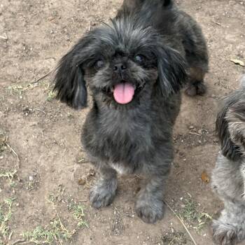 Raven -  Shih Tzu Dog for Adoption in Mcallen, Texas - Raven | PetCurious