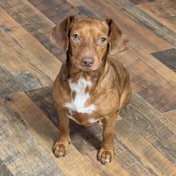 Ember (Winnie) -  Miniature Dachshund Dog for Adoption in Semmes, Alabama - Ember (Winnie) | PetCurious