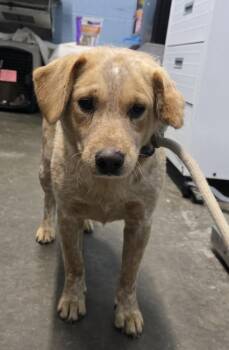 Lonestar -  Cattle Dog Dog for Adoption in Evansville, Indiana - Lonestar | PetCurious