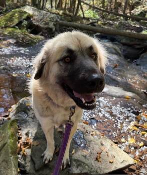 Rescue Great Pyrenees Dogs for Adoption in Honesdale, Pennsylvania - Freyja | PetCurious