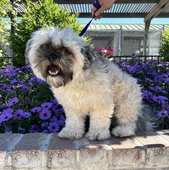 Shih Tzu Dogs Available for Adoption - Farrah | PetCurious