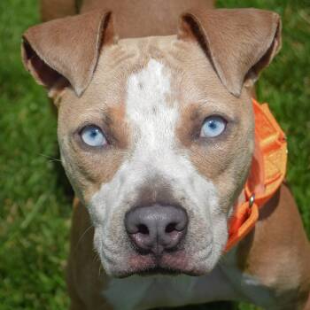 Jimothy -  American Staffordshire Terrier and Boxer Dog for Adoption in Huntley, Illinois - Jimothy | PetCurious