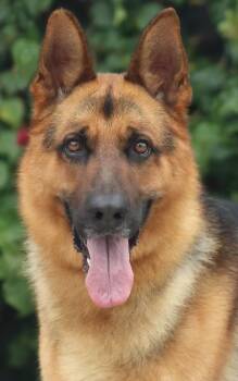 German Shepherd Dog Dogs Available for Adoption in Los Angeles, California - *Bison Von Vielbach  | PetCurious