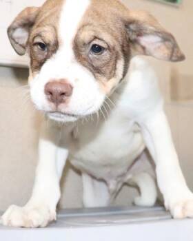 Domingo -  Pit Bull Terrier and Mixed Breed Dog for Adoption in Kansas City, Missouri - Domingo | PetCurious