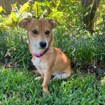 Sora -  Corgi and Dachshund Dog for Adoption in Mansfield, Texas - Sora | PetCurious