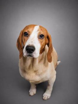 Amir -  Beagle and Mixed Breed Dog for Adoption in Bowling Green, Kentucky - Amir | PetCurious