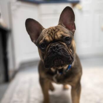 Chonkster -  French Bulldog Dog for Adoption in Pawling, New York - Chonkster | PetCurious