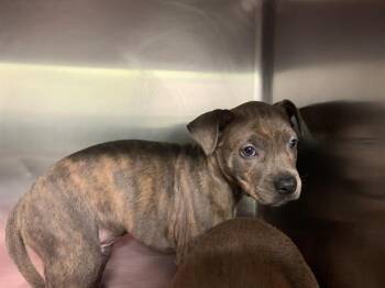 TITUS -  American Staffordshire Terrier and Mixed Breed Dog for Adoption in Grand Prairie, Texas - TITUS | PetCurious