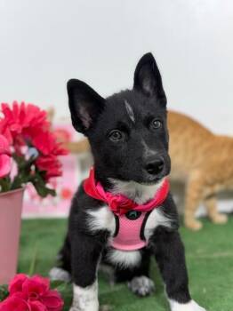 Watermelon-One of our Amazing Rescue Dogs -  Corgi and Australian Cattle Dog Blue Heeler Dog for Adoption in Carlsbad, California - Watermelon-One Of Our Amazing Rescue Dogs | PetCurious