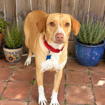 Labrador Retriever and Mixed Breed Dogs Available for Adoption in Boerne, Texas - Camile | PetCurious