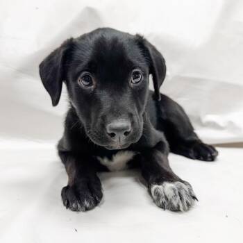 Catahoula Leopard Dog Dogs Available for Adoption in Parker, Colorado - 502 (2026) Ginny | PetCurious
