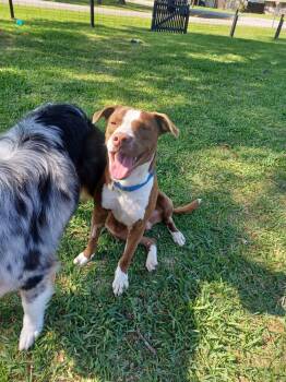 Labrador Retriever and Shepherd Dogs Available for Adoption - Louis  | PetCurious