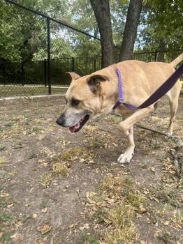 Brosif -  Shepherd Dog for Adoption in Tom Bean, Texas - Brosif | PetCurious