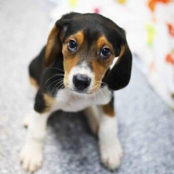 Munchos -  Hound and Mixed Breed Dog for Adoption in Atlanta, Georgia - Munchos | PetCurious
