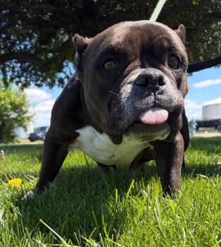 American Bulldog Dogs Available for Adoption in Huntington, Indiana - Willow | PetCurious
