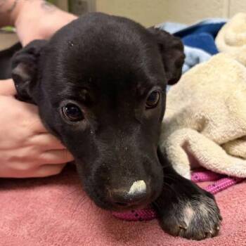 Rosie -  Mixed Breed Dog for Adoption in Asheville, North Carolina - Rosie | PetCurious