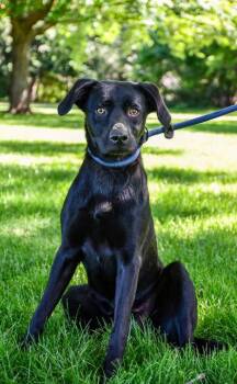 Labrador Retriever and Terrier Dogs Available for Adoption in Yakima, Washington - Lavender | PetCurious