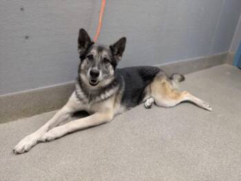 SKY -  German Shepherd Dog Dog for Adoption in Las Vegas, Nevada - SKY | PetCurious