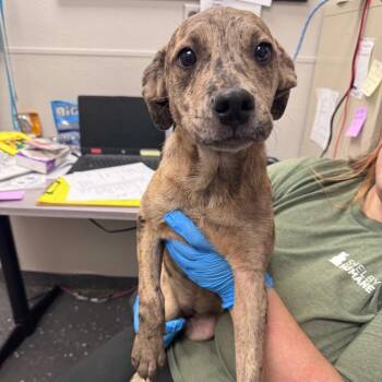 Erin LeCount -  Mixed Breed Dog for Adoption in Columbiana, Alabama - Erin LeCount | PetCurious