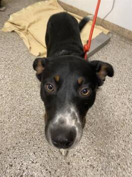 Bear -  Australian Cattle Dog Blue Heeler and Border Collie Dog for Adoption in Vancouver, Washington - Bear | PetCurious