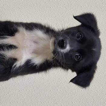 Border Collie and Black Labrador Retriever Dogs Available for Adoption in Marion, Mississippi - Twilight Sparkle  | PetCurious